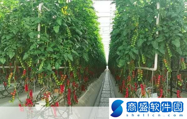 大棚番茄能做到1次栽植