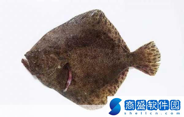 多寶魚是海魚還是淡水魚