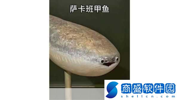 薩卡班甲魚是什么梗