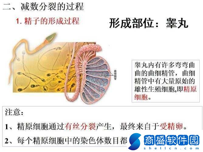 精二與精三區別解讀