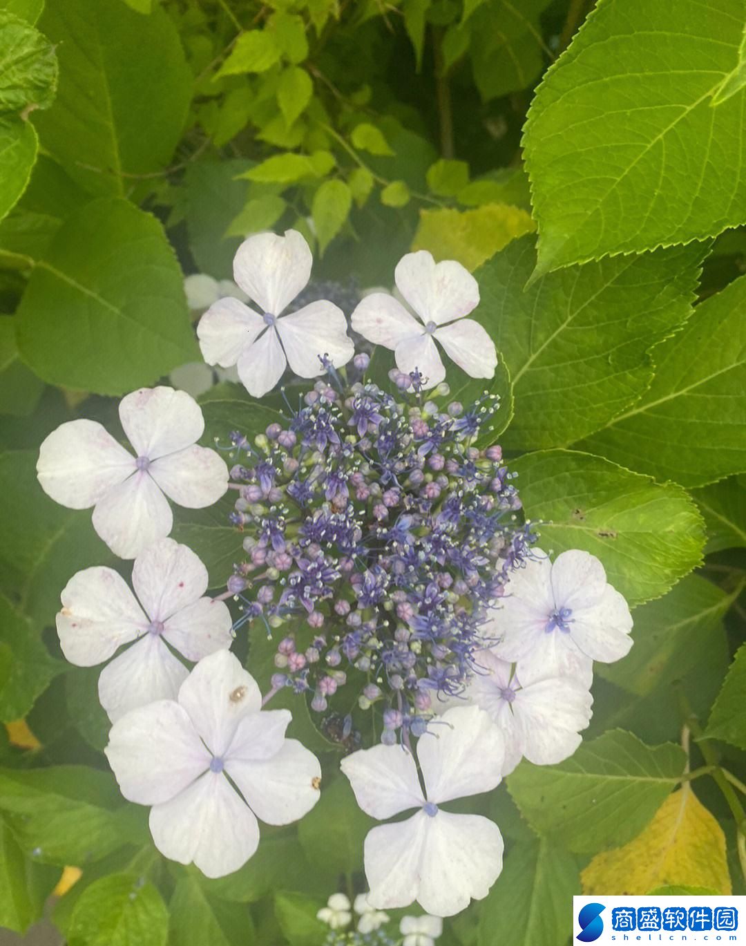 紫陽花下的神秘力量