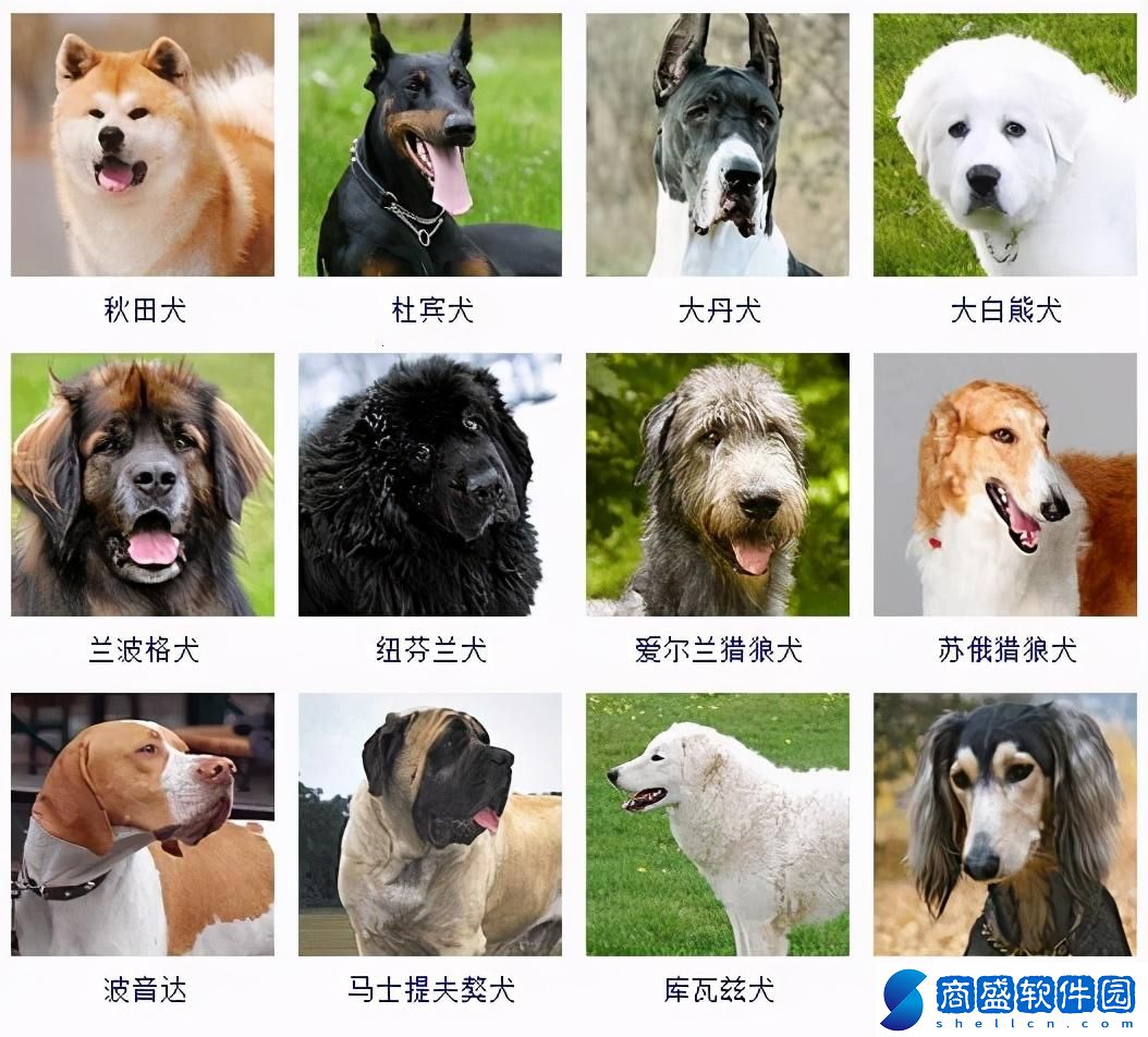 “十大犬種”科技新潮