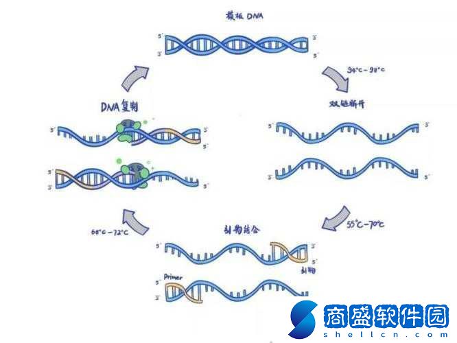 DNA